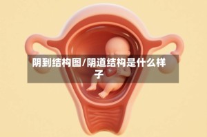 阴到结构图/阴道结构是什么样子