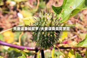 夫妻误食曼陀罗/夫妻误食曼陀罗花