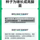 【光照影响,光照影响植物激素的合成吗?】