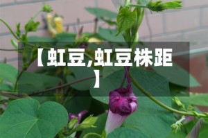 【虹豆,虹豆株距】