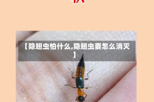 【隐翅虫怕什么,隐翅虫要怎么消灭】