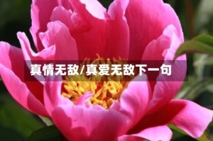 真情无敌/真爱无敌下一句