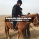 教程开挂辅助“讯奇斗牛开挂”详细开挂玩法