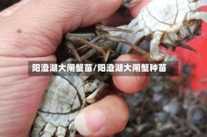 阳澄湖大闸蟹苗/阳澄湖大闸蟹种苗