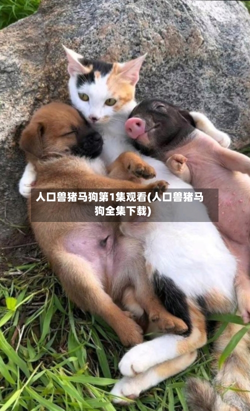 人口兽猪马狗第1集观看(人口兽猪马狗全集下载)-第3张图片