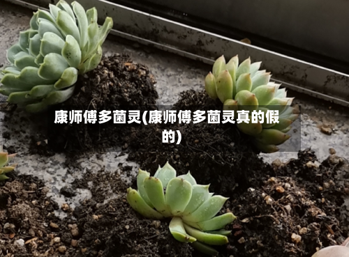 康师傅多菌灵(康师傅多菌灵真的假的)-第2张图片