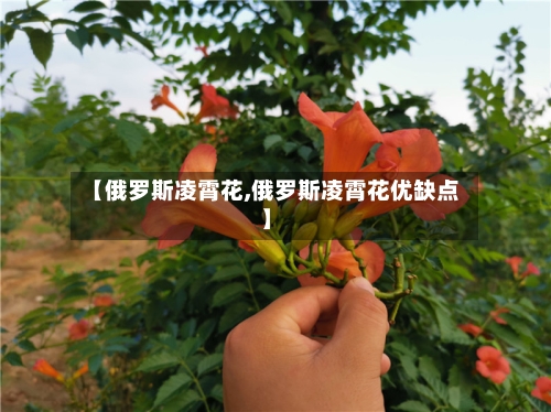 【俄罗斯凌霄花,俄罗斯凌霄花优缺点】-第1张图片
