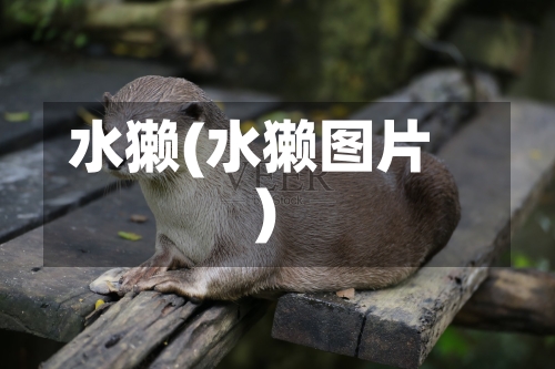 水獭(水獭图片)-第2张图片