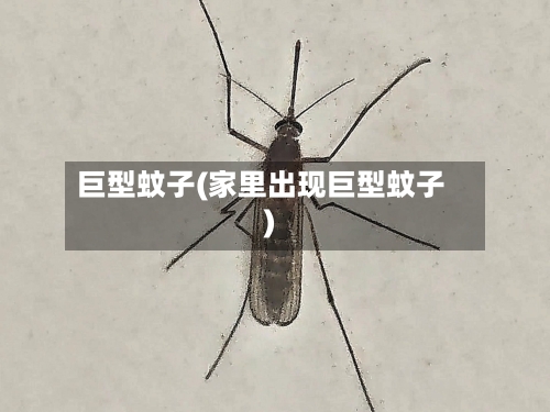 巨型蚊子(家里出现巨型蚊子)-第1张图片