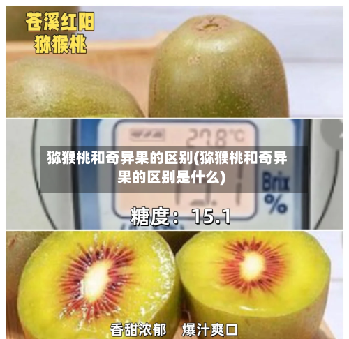 猕猴桃和奇异果的区别(猕猴桃和奇异果的区别是什么)-第2张图片