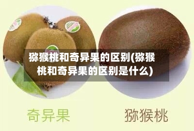 猕猴桃和奇异果的区别(猕猴桃和奇异果的区别是什么)-第3张图片