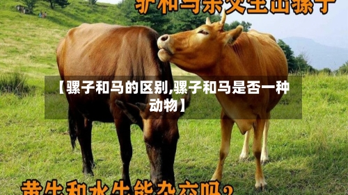 【骡子和马的区别,骡子和马是否一种动物】-第1张图片