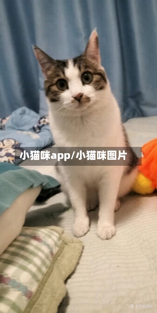 小猫咪app/小猫咪图片-第1张图片