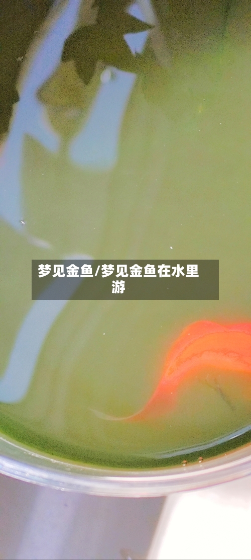 梦见金鱼/梦见金鱼在水里游-第3张图片