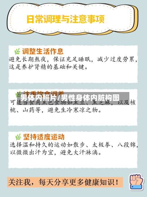 男体内照片/男性身体内脏构图-第2张图片