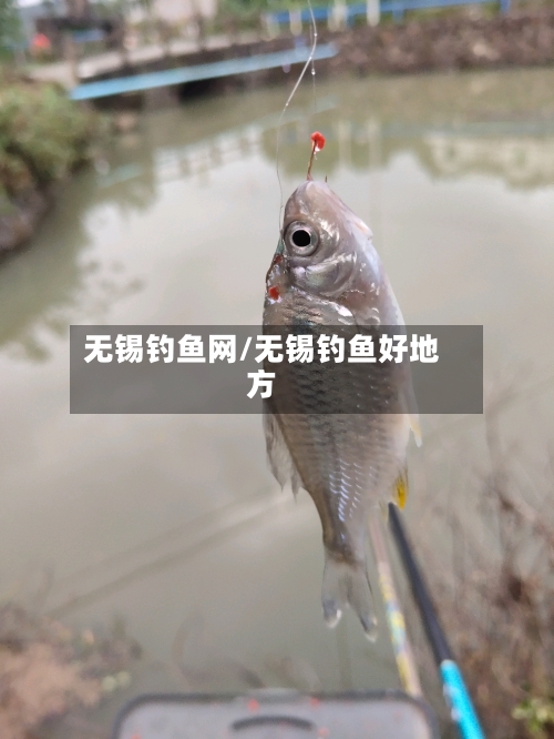 无锡钓鱼网/无锡钓鱼好地方-第3张图片