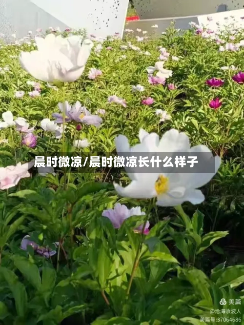 晨时微凉/晨时微凉长什么样子-第1张图片