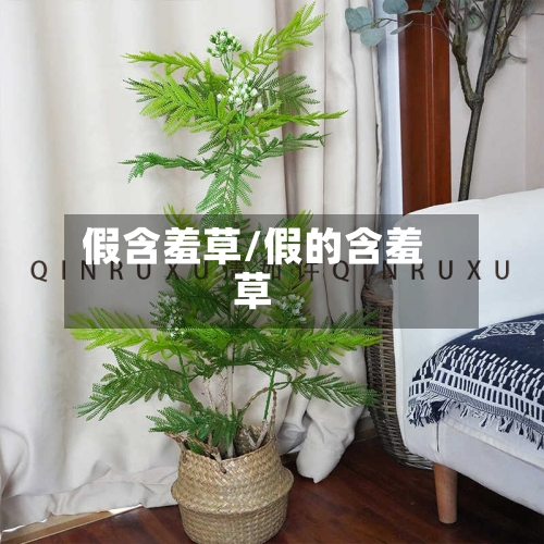 假含羞草/假的含羞草-第1张图片