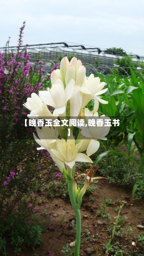 【晚香玉全文阅读,晚香玉书】-第3张图片