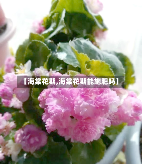 【海棠花期,海棠花期能施肥吗】-第2张图片