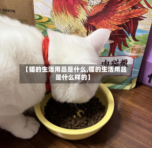 【猫的生活用品是什么,猫的生活用品是什么样的】-第1张图片