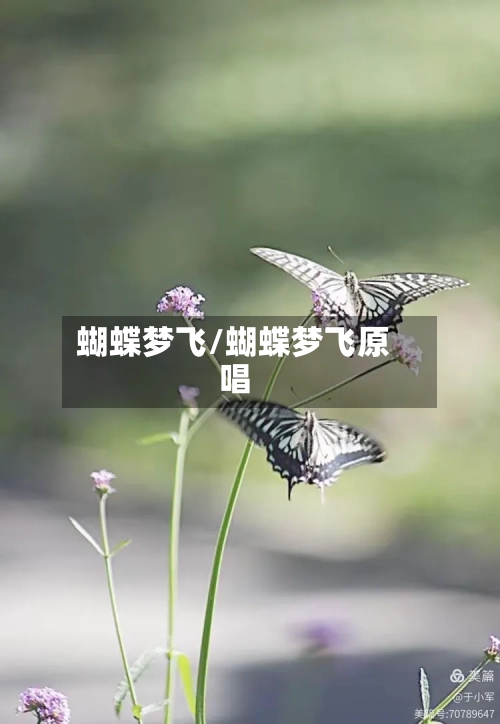 蝴蝶梦飞/蝴蝶梦飞原唱-第1张图片