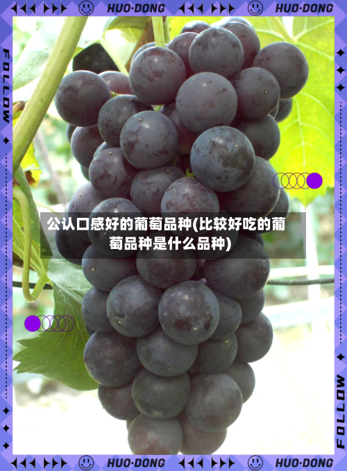 公认口感好的葡萄品种(比较好吃的葡萄品种是什么品种)-第2张图片