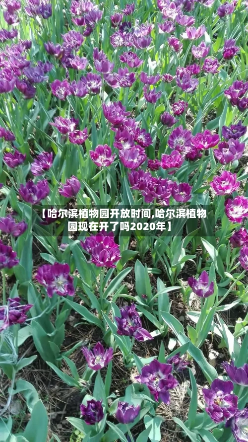 【哈尔滨植物园开放时间,哈尔滨植物园现在开了吗2020年】-第1张图片