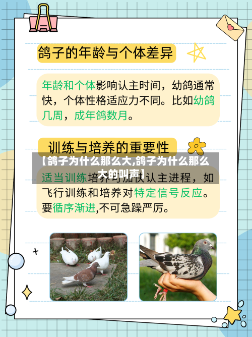 【鸽子为什么那么大,鸽子为什么那么大的叫声】-第1张图片