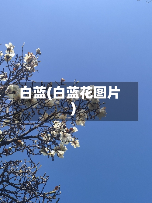 白蓝(白蓝花图片)-第3张图片