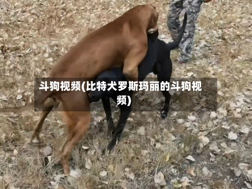 斗狗视频(比特犬罗斯玛丽的斗狗视频)-第3张图片