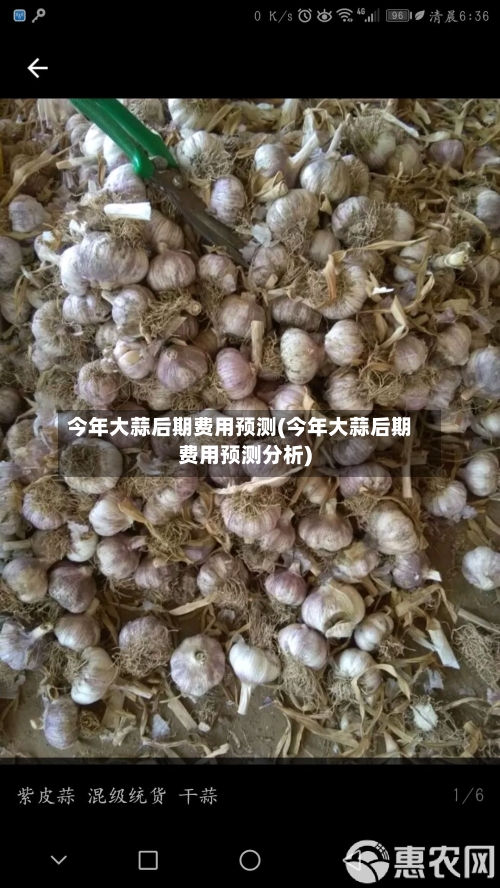 今年大蒜后期费用预测(今年大蒜后期费用预测分析)-第1张图片
