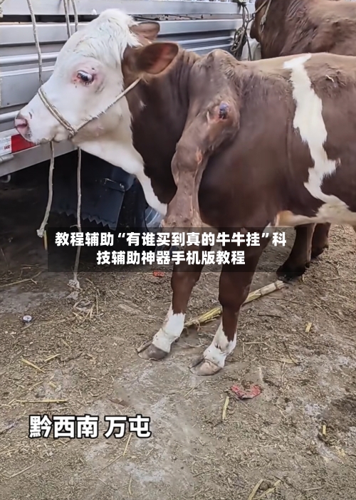 教程辅助“有谁买到真的牛牛挂”科技辅助神器手机版教程-第2张图片