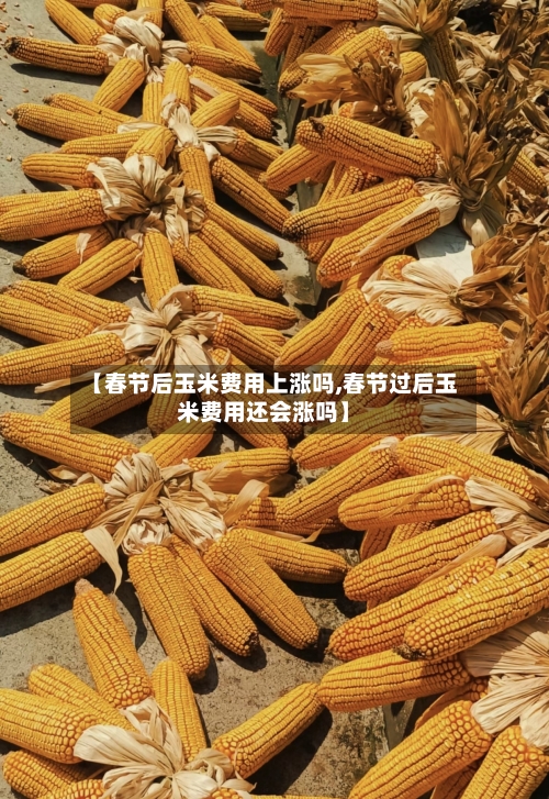 【春节后玉米费用上涨吗,春节过后玉米费用还会涨吗】-第1张图片