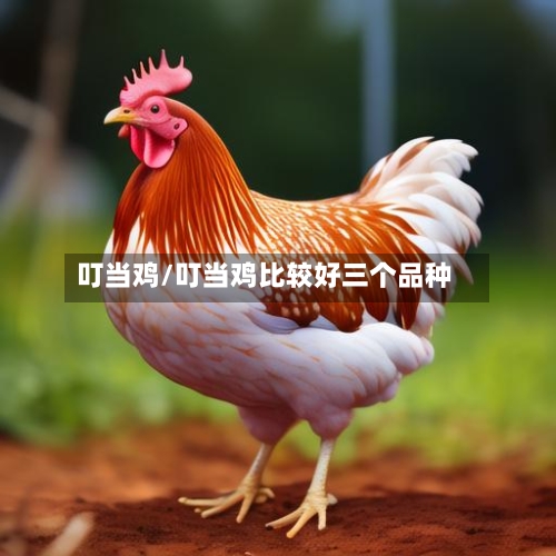 叮当鸡/叮当鸡比较好三个品种-第2张图片