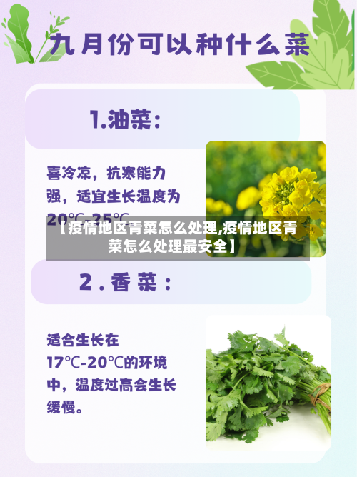 【疫情地区青菜怎么处理,疫情地区青菜怎么处理最安全】-第3张图片