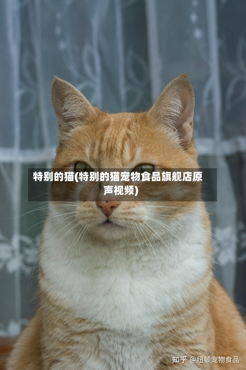 特别的猫(特别的猫宠物食品旗舰店原声视频)-第1张图片