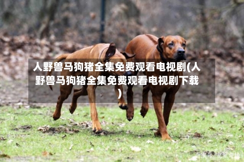 人野兽马狗猪全集免费观看电视剧(人野兽马狗猪全集免费观看电视剧下载)-第3张图片
