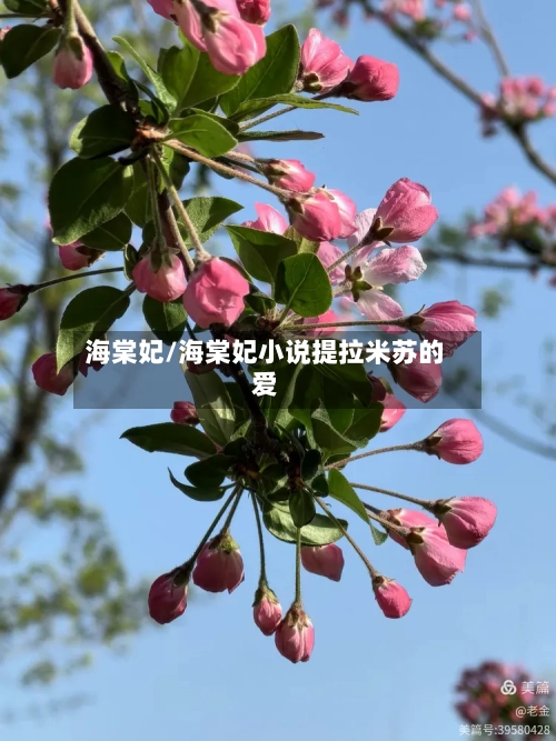 海棠妃/海棠妃小说提拉米苏的爱-第2张图片