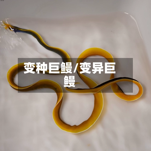 变种巨鳗/变异巨鳗-第1张图片